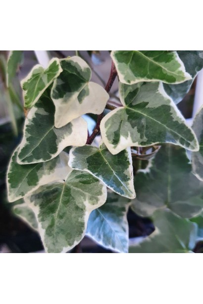 Hedera Variegata 
